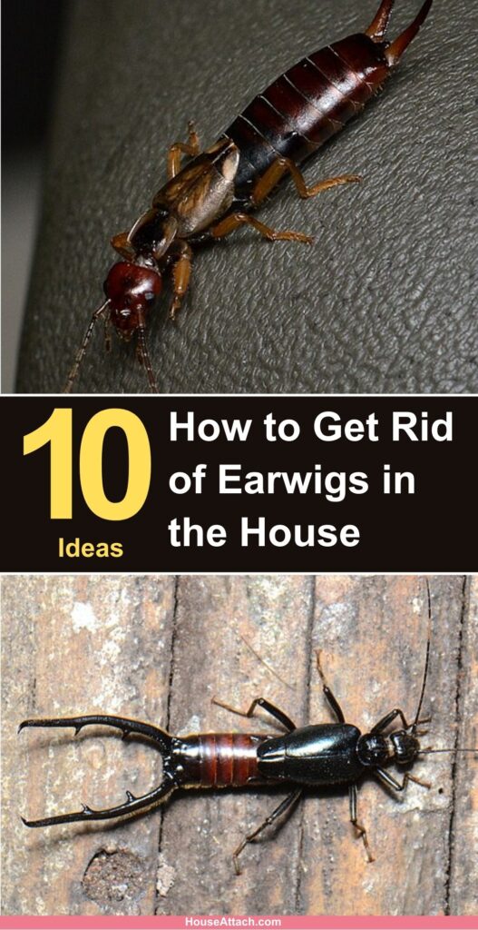 How to Get Rid of Earwigs in the House