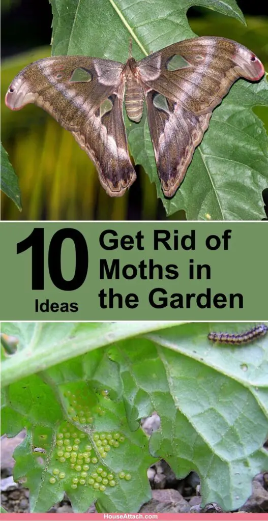 How to Get Rid of Moths in the Garden