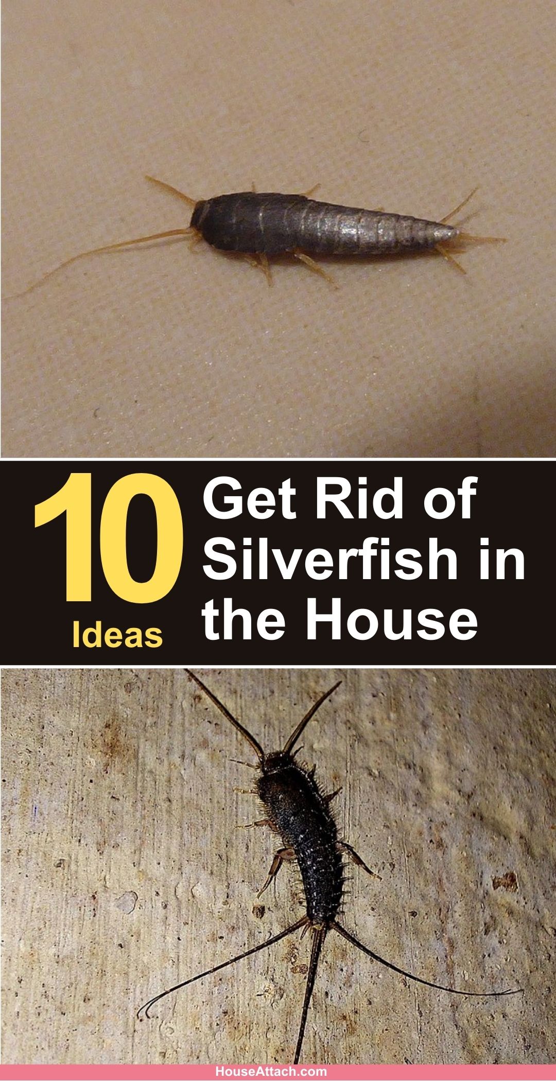 How to Get Rid of Silverfish from Your Home