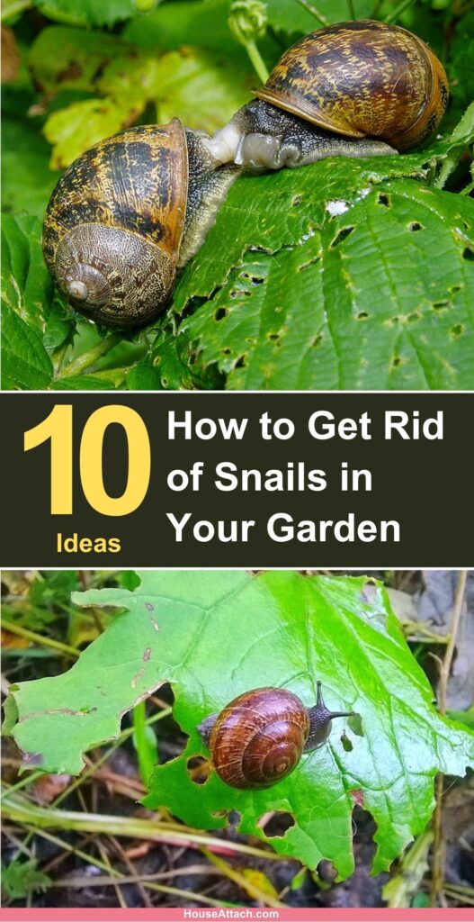How to Get Rid of Snails in Your Garden