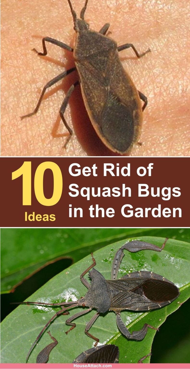 How To Get Rid Of Squash Bugs In The Garden