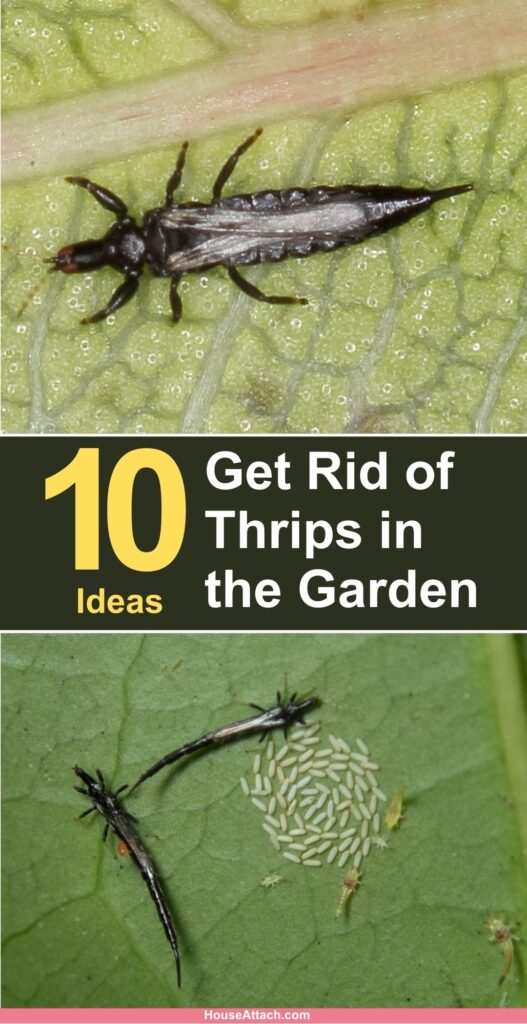 How to Get Rid of Thrips in the Garden 1