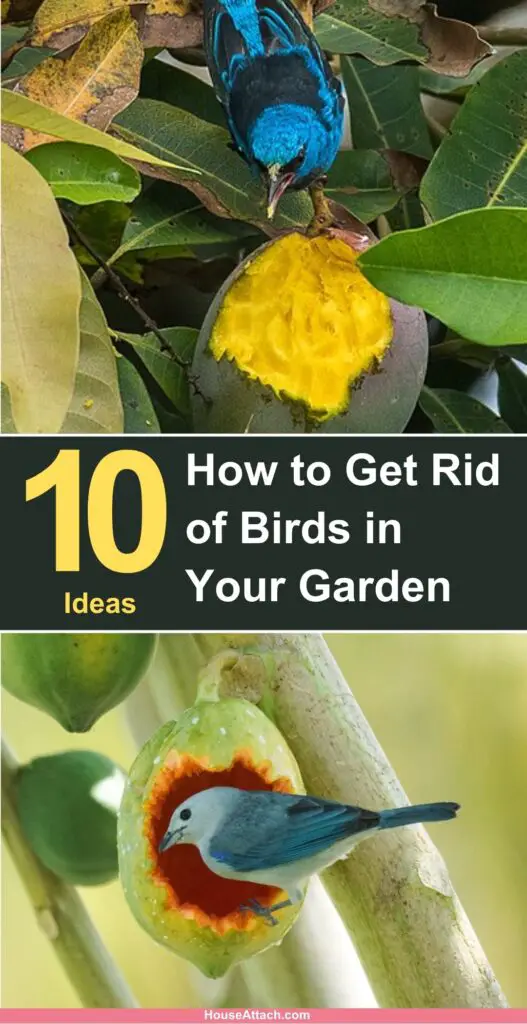How to Get Rid of birds in the Garden