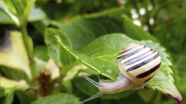 How to Get Rid of snails in the Garden