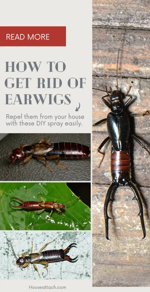 How to get rid of Earwigs