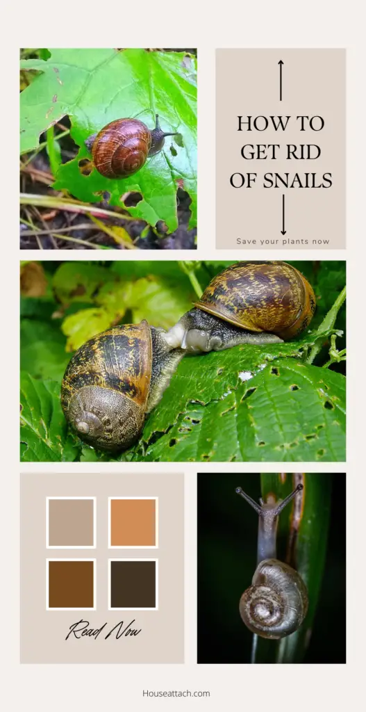 How to get rid of Snails