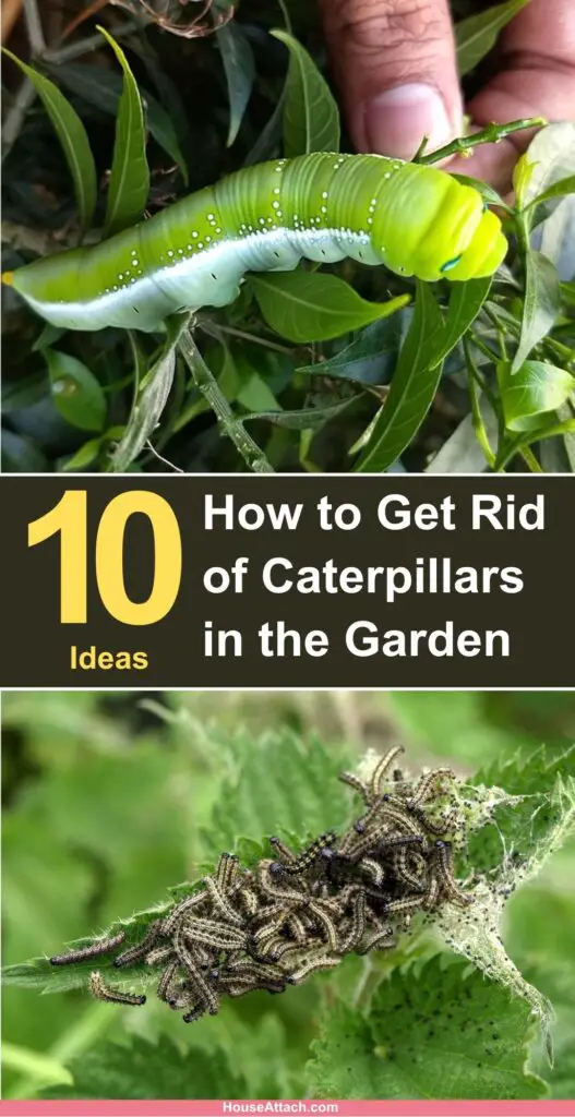 How to get rid of caterpillars in the garden 1