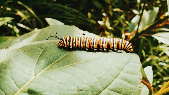 How to get rid of caterpillars in the garden