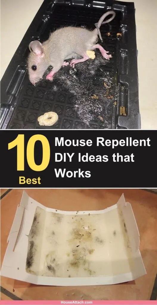 Mouse Repellent DIY ideas