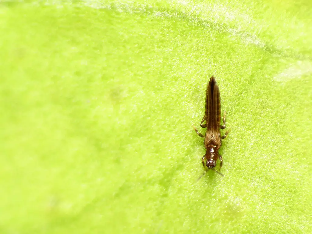 Thrips on plants