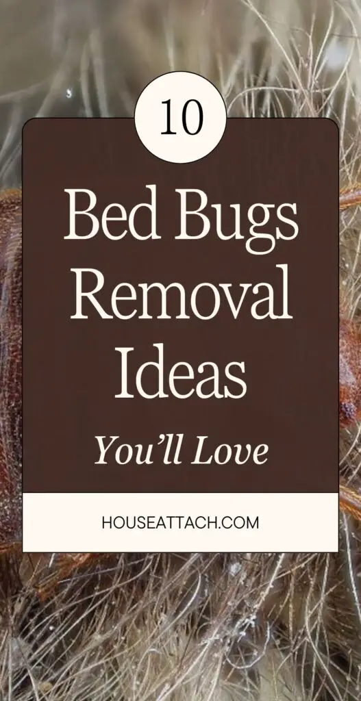 bed bug removal ideas