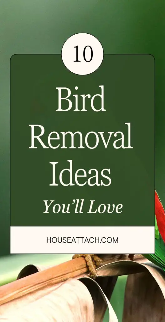 bird removal ideas