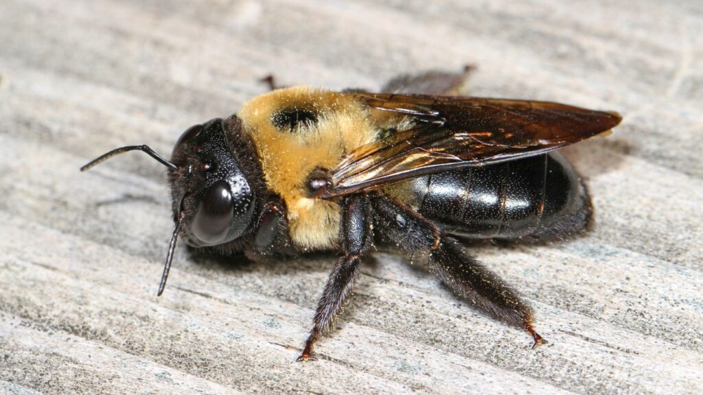 carpenter bee on floor