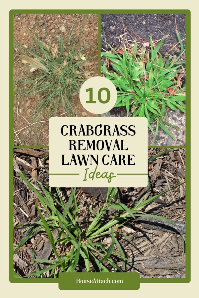 crabgrass removal lawn care
