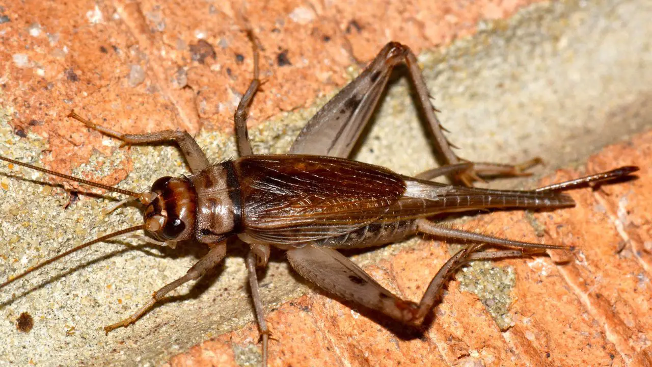 How to Get Rid of Crickets from Your Home and Garden