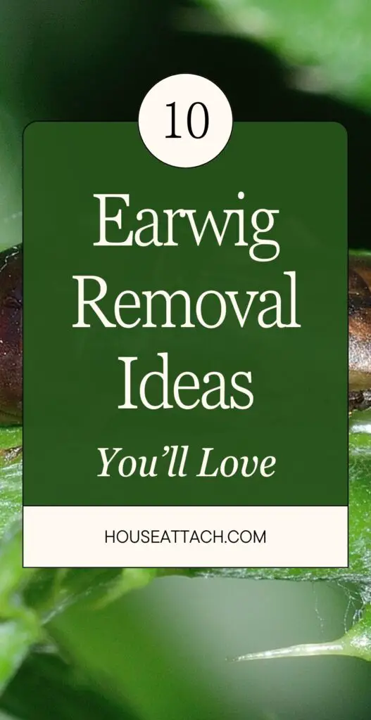 earwig removal ideas