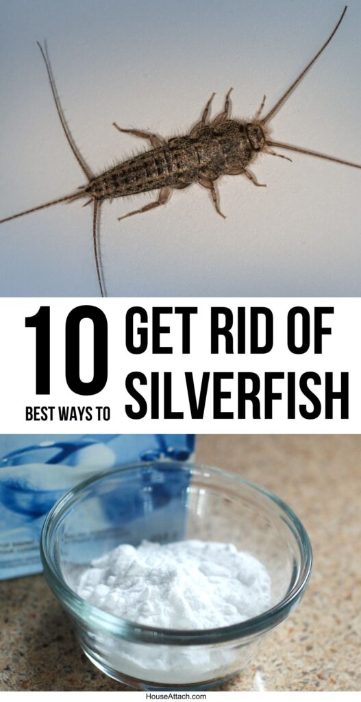 get rid of Silverfish