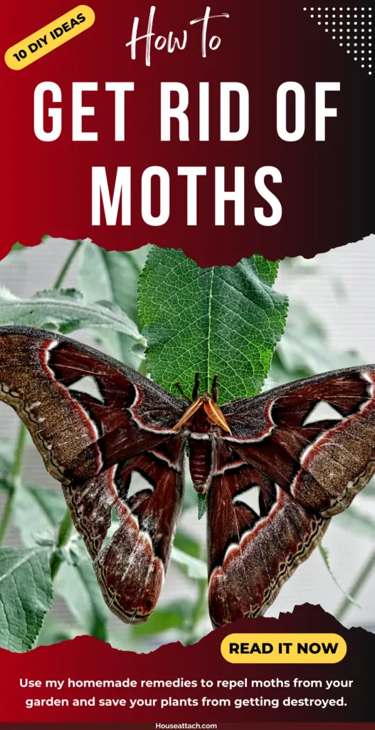 get rid of moths