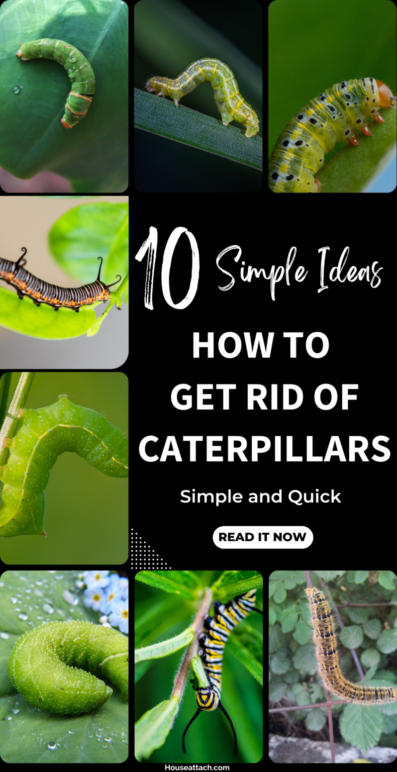 How to Get Rid of Caterpillars from Your Garden