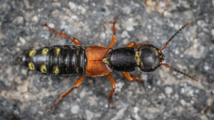 how to get rid of Earwigs in the House 1