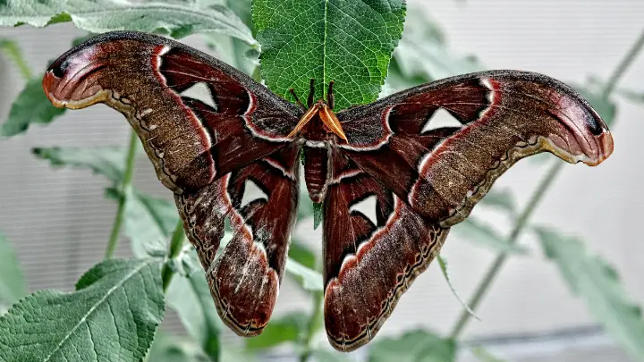 how to get rid of moths in the garden