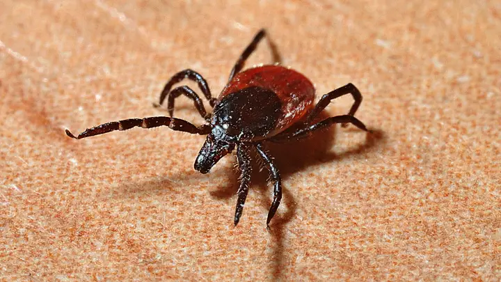 how to get rid of ticks in the house