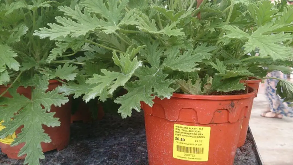 mosquito killer plant with pots