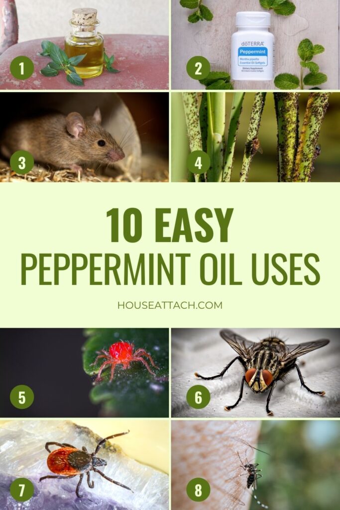 peppermint oil uses