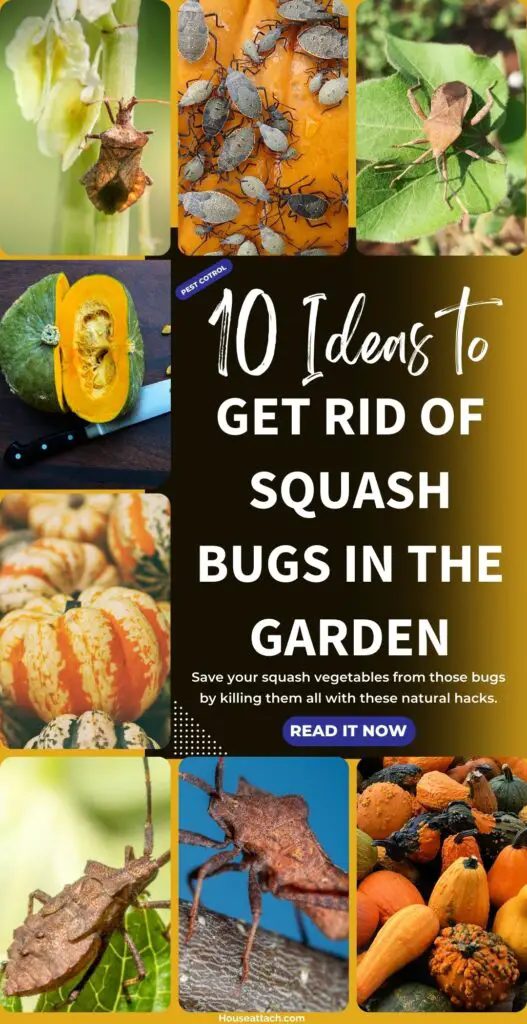 How to get rid of Squash bugs in the garden