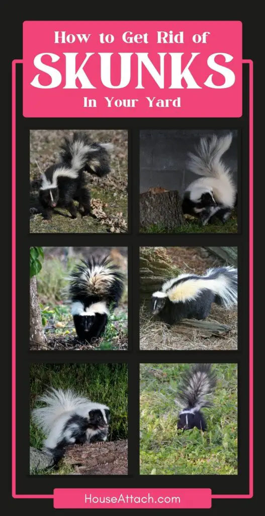 How to get rid of skunks in your yard