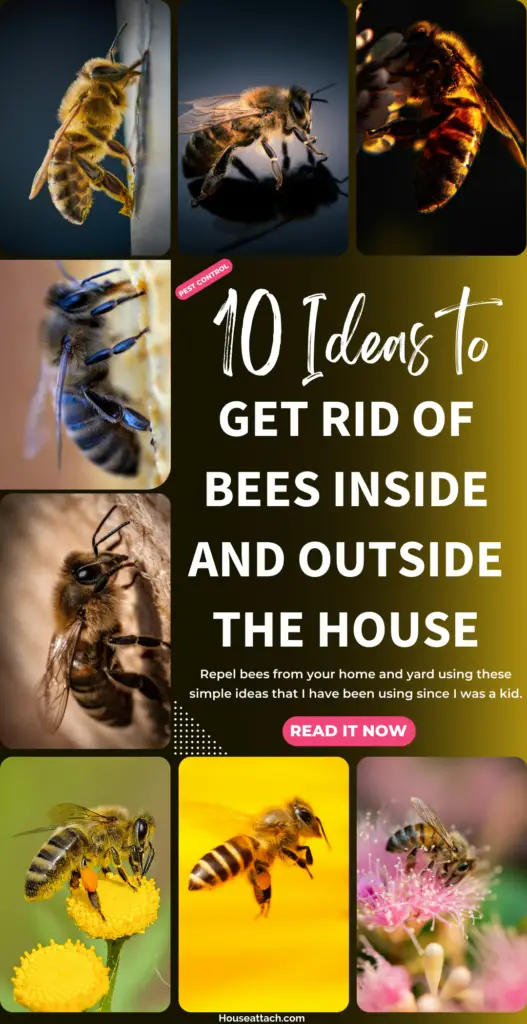 get rid of bees inside and outside the house