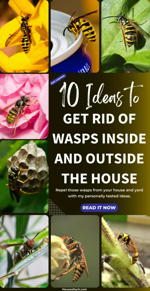 get rid of wasp inside and outside the house