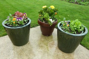 flowers pots patio