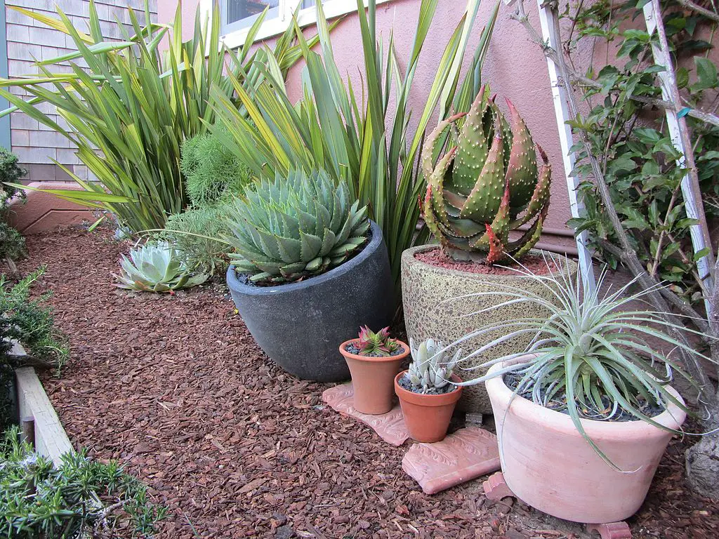 1024px Garden with succulent containers 7230461906