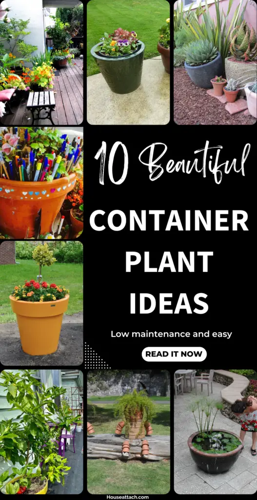 Container plants ideas