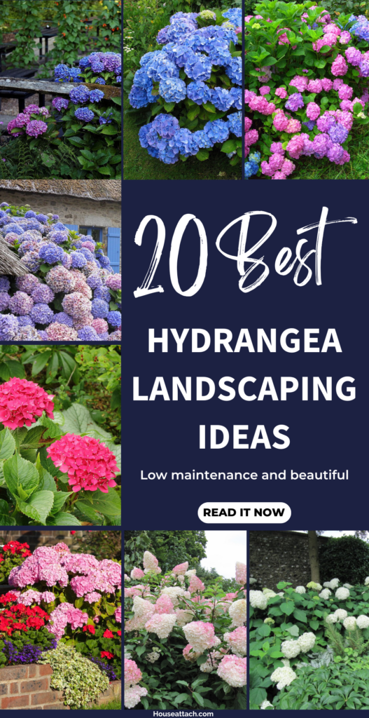 Hydrangea landscaping ideas