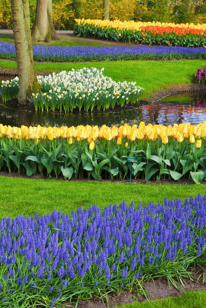 beautiful flower bed bloom with tulip