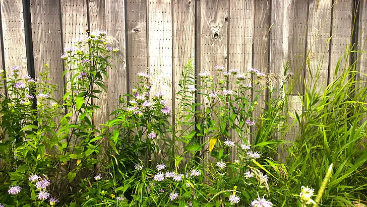 fence wildflowers