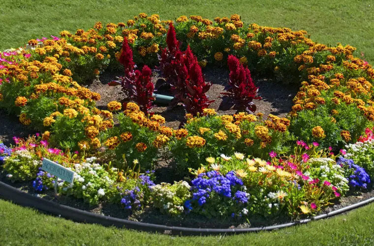 flower bed 1