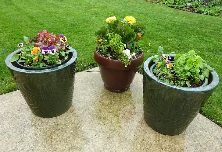 flowers pots patio potted preview