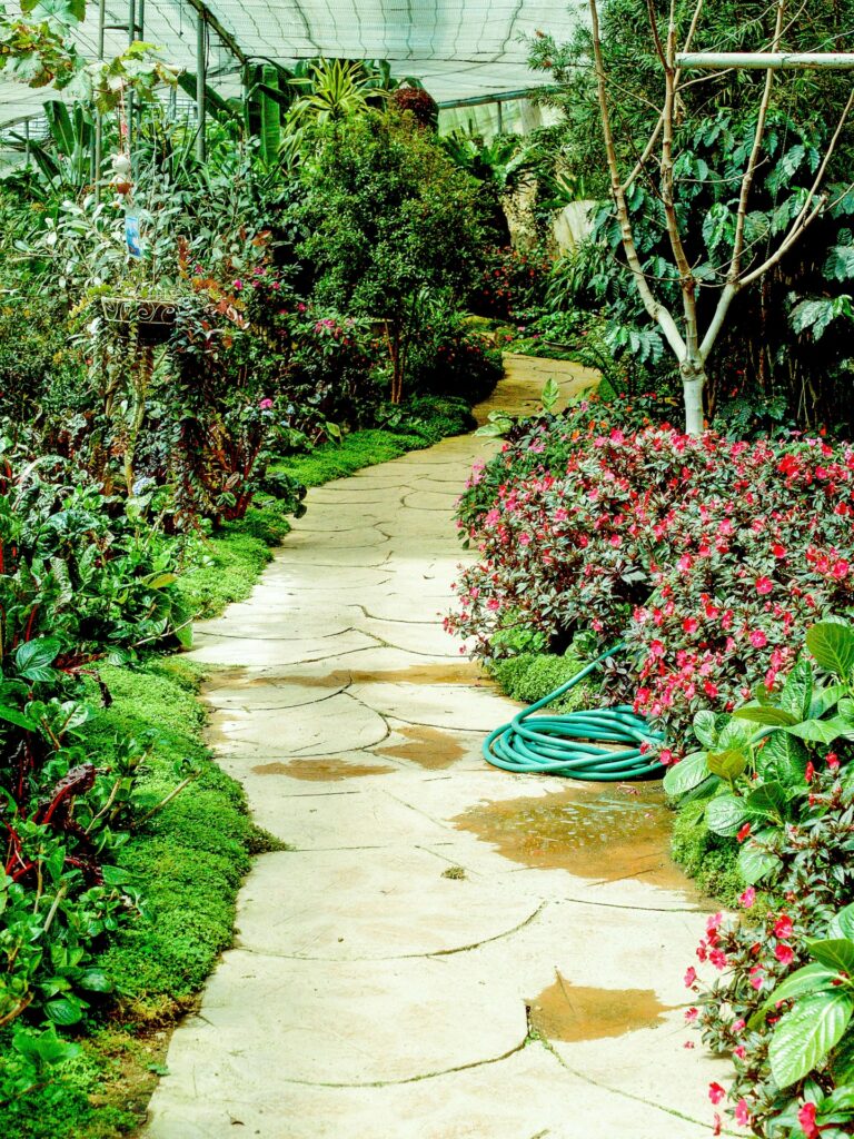 footpath in garden jungle 1588846578TDt