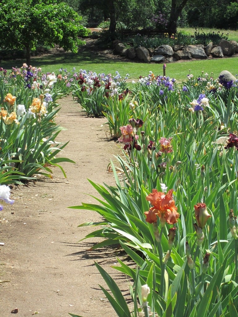 iris garden path nature landscapes a19277