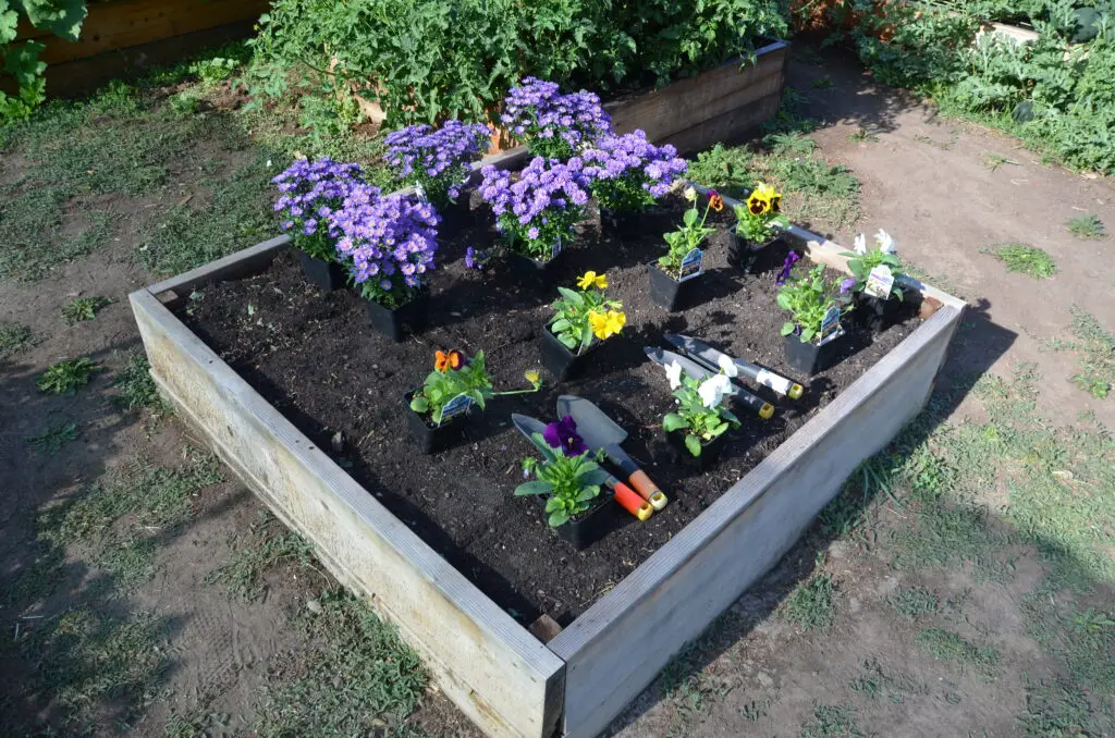 raised bed garden